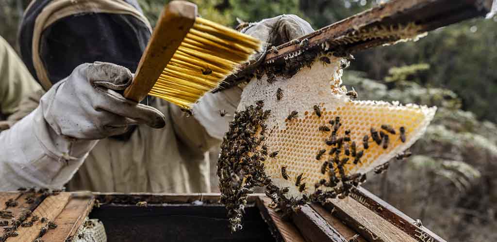 FAO in Review: Transforming agrifood systems in the face of the climate crisis'